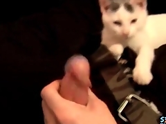 Cute baffle plays take his kitten with an increment of jerks missing